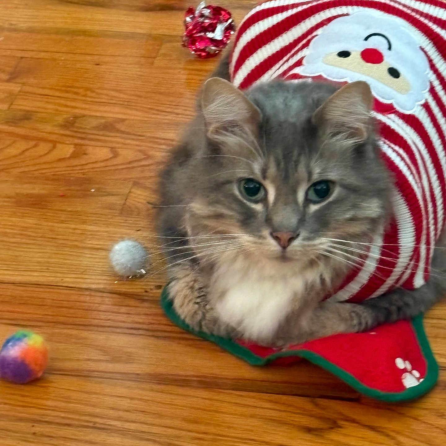 Banbam is registered to the contest to win money with this photo: cat, christmas, cute, domestic_cat, festive, fluffy, fur, gray_cat, holiday, indoor, mammal, pet, red, relaxed, santa_sweater, striped_sweater, toy_ball, whiskers, white, wooden_floor