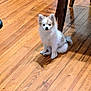 puppy, dog, pet, indoor, wooden_floor, fur, small_dog, cute, animal, sitting, table_leg, ears, tail, house, floor, domestic, young_animal, adorable, looking, companion