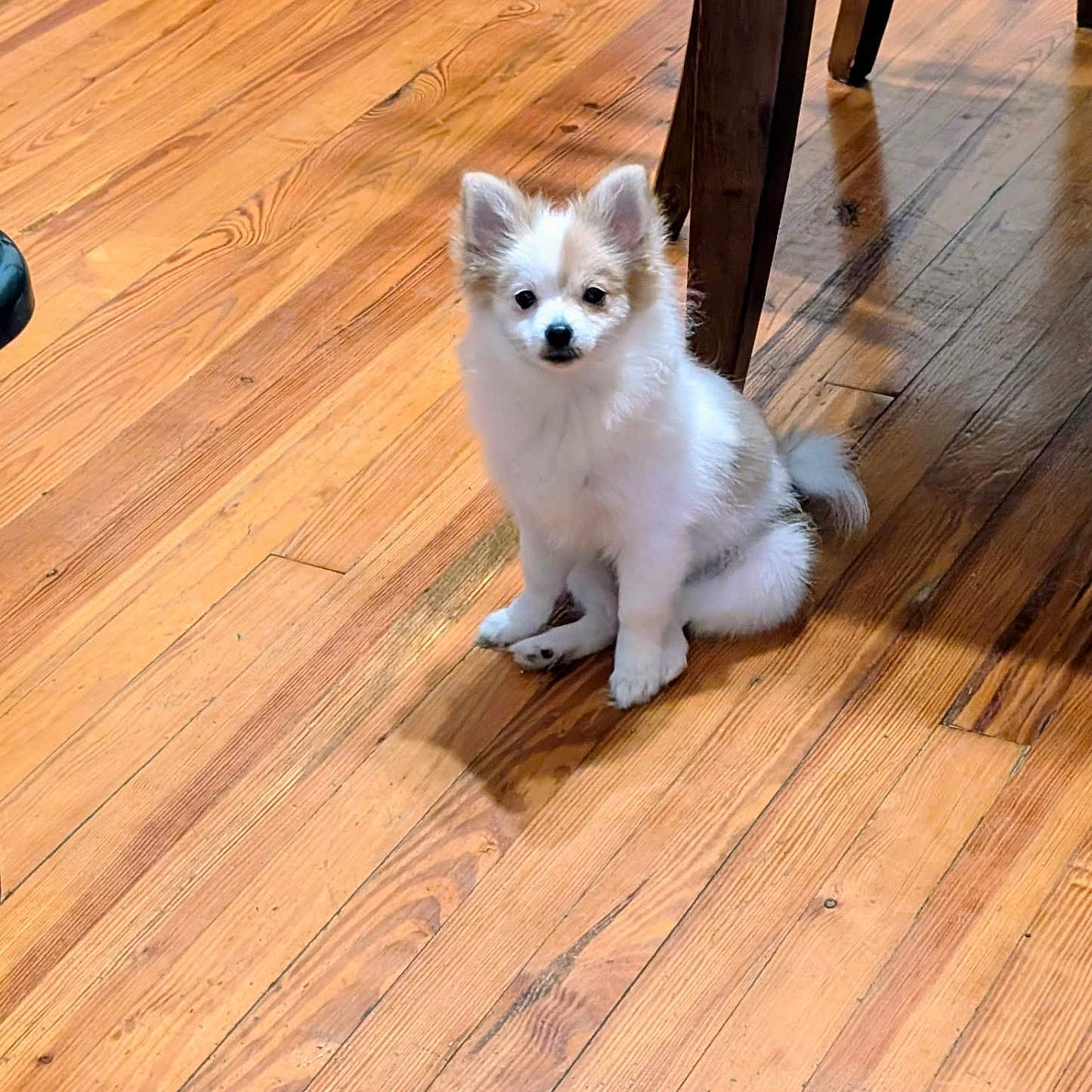 Thunder is registered to the contest to win money with this photo: adorable, animal, companion, cute, dog, domestic, ears, floor, fur, house, indoor, looking, pet, puppy, sitting, small_dog, table_leg, tail, wooden_floor, young_animal