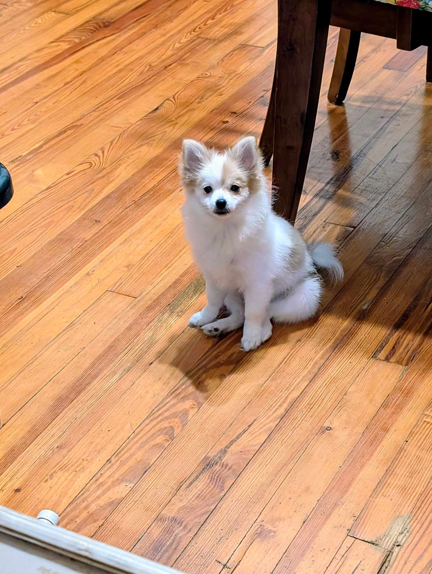 Thunder is registered to the contest to win money with this photo: puppy, dog, pet, indoor, wooden_floor, fur, small_dog, cute, animal, sitting, table_leg, ears, tail, house, floor, domestic, young_animal, adorable, looking, companion