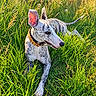 Gyda participe au concours pour gagner de l'argent avec cette photo : dog, canine, speckled_coat, long_ears, collar, outdoor, grass, meadow, sunlight, golden_hour, nature, animal_portrait, sitting, lying_down, looking_away, black_and_white, spotted, long_legged, photography, sunlit_background