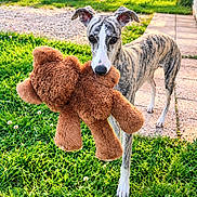 Gyda a rejoint le concours — aidez-le/la à gagner de superbes lots ! dog, whippet, brindle, teddy_bear, toy, outdoor, garden, grass, sunlight, portrait, standing, holding_toy, pet, animal, playful, cute, long_legs, floppy_ears, pathway, flowers