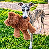 dog, whippet, brindle, teddy_bear, toy, outdoor, garden, grass, sunlight, portrait, standing, holding_toy, pet, animal, playful, cute, long_legs, floppy_ears, pathway, flowers