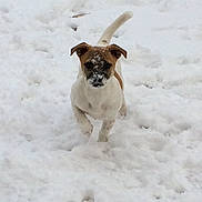 Navi is registered to the contest to win money with this photo: active, animal, canine, cold, cute, daytime, dog, energetic, fur, happy, nature, outdoor, pet, playful, running, small_dog, snow, snowy_field, white, winter