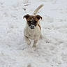 active, animal, canine, cold, cute, daytime, dog, energetic, fur, happy, nature, outdoor, pet, playful, running, small_dog, snow, snowy_field, white, winter