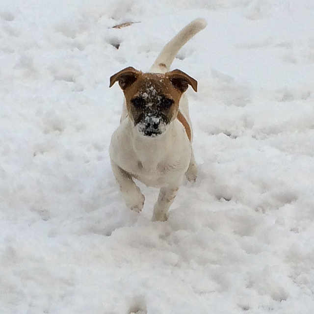 Navi