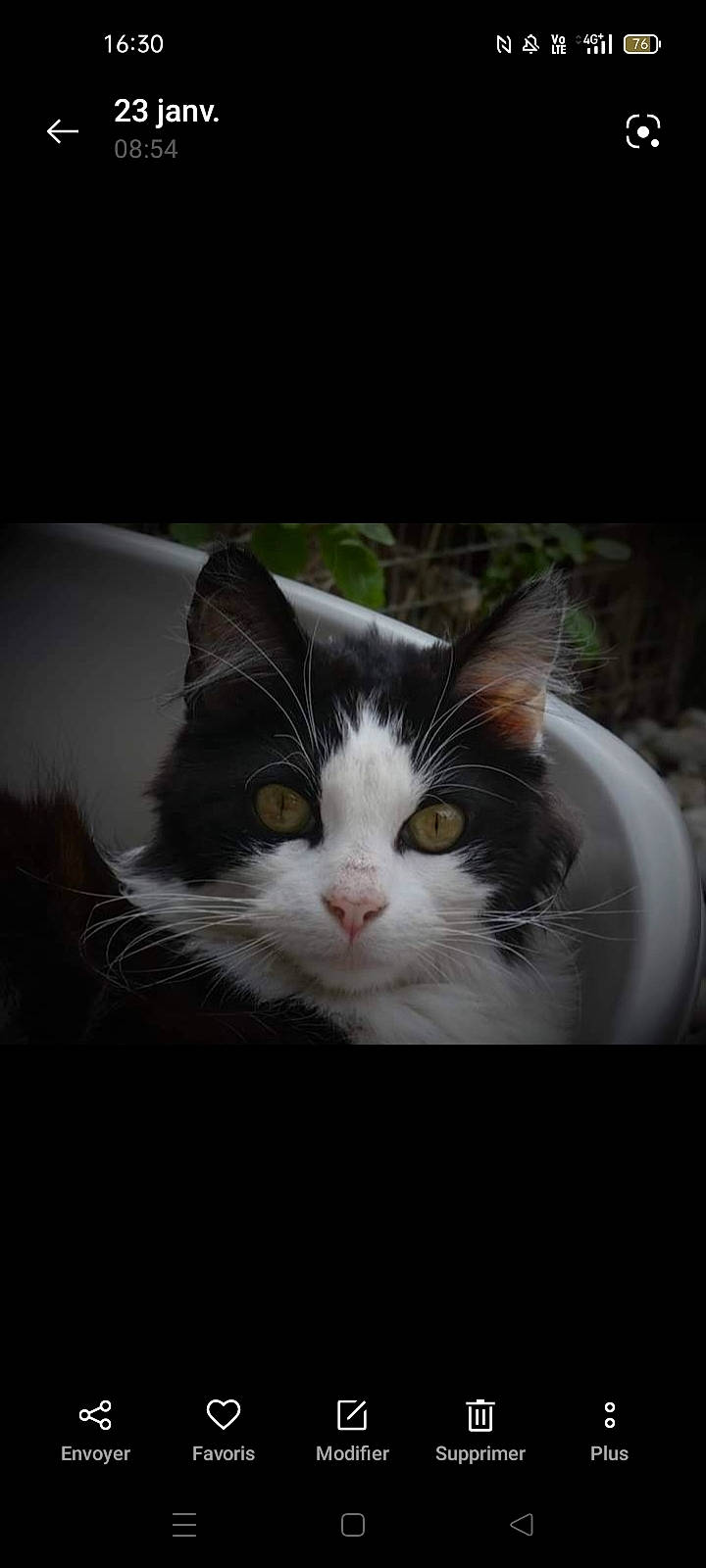 Anatole a rejoint le concours — aidez-le/la à gagner de superbes lots ! carnivore, cat, darkness, domestic_short_haired_cat, eye, felidae, fur, grass, monochrome, monochrome_photography, paw, plant, sitting, sky, small_to_medium_sized_cats, snout, tail, tree, whiskers, window