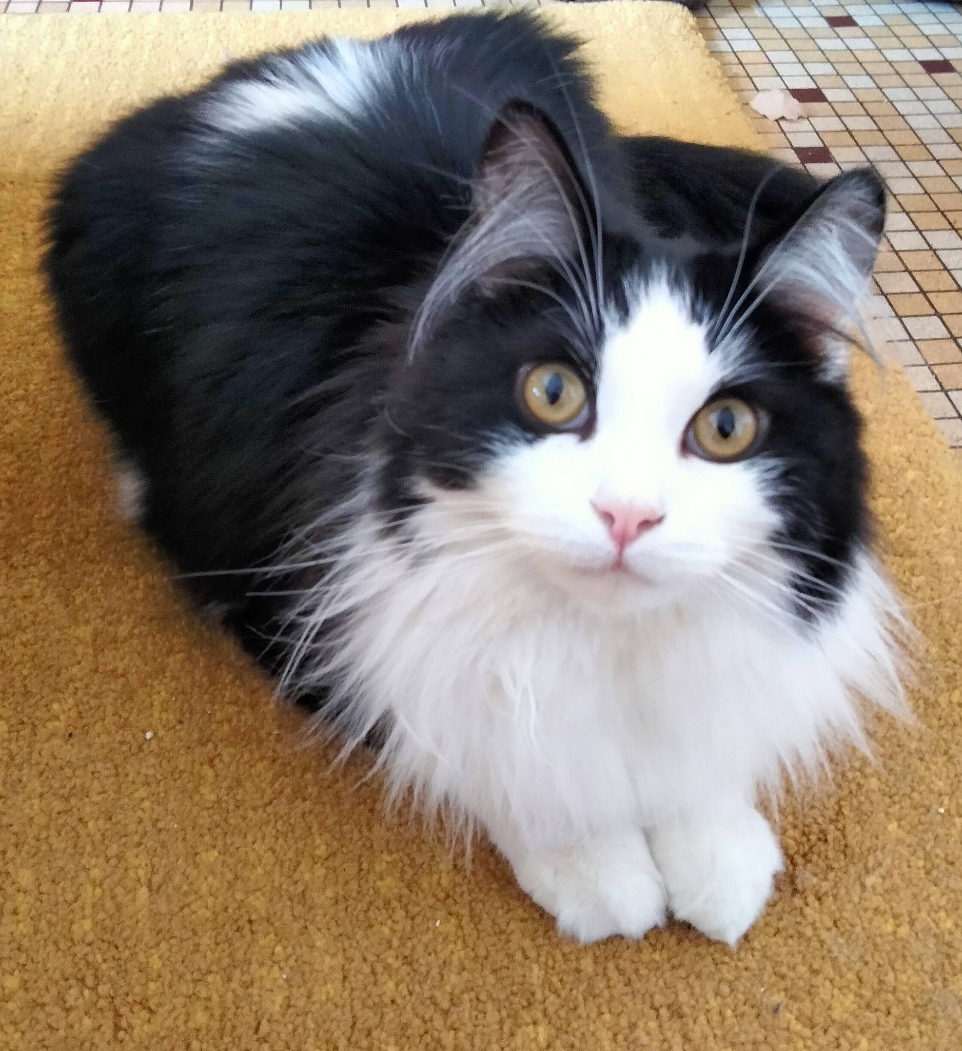 Anatole participe au concours pour gagner de l'argent avec cette photo : carnivore, cat, door_mat, eye, felidae, flooring, fur, grass, iris, paw, science, sitting, small_to_medium_sized_cats, snout, staple_food, tail, terrestrial_animal, whiskers, window