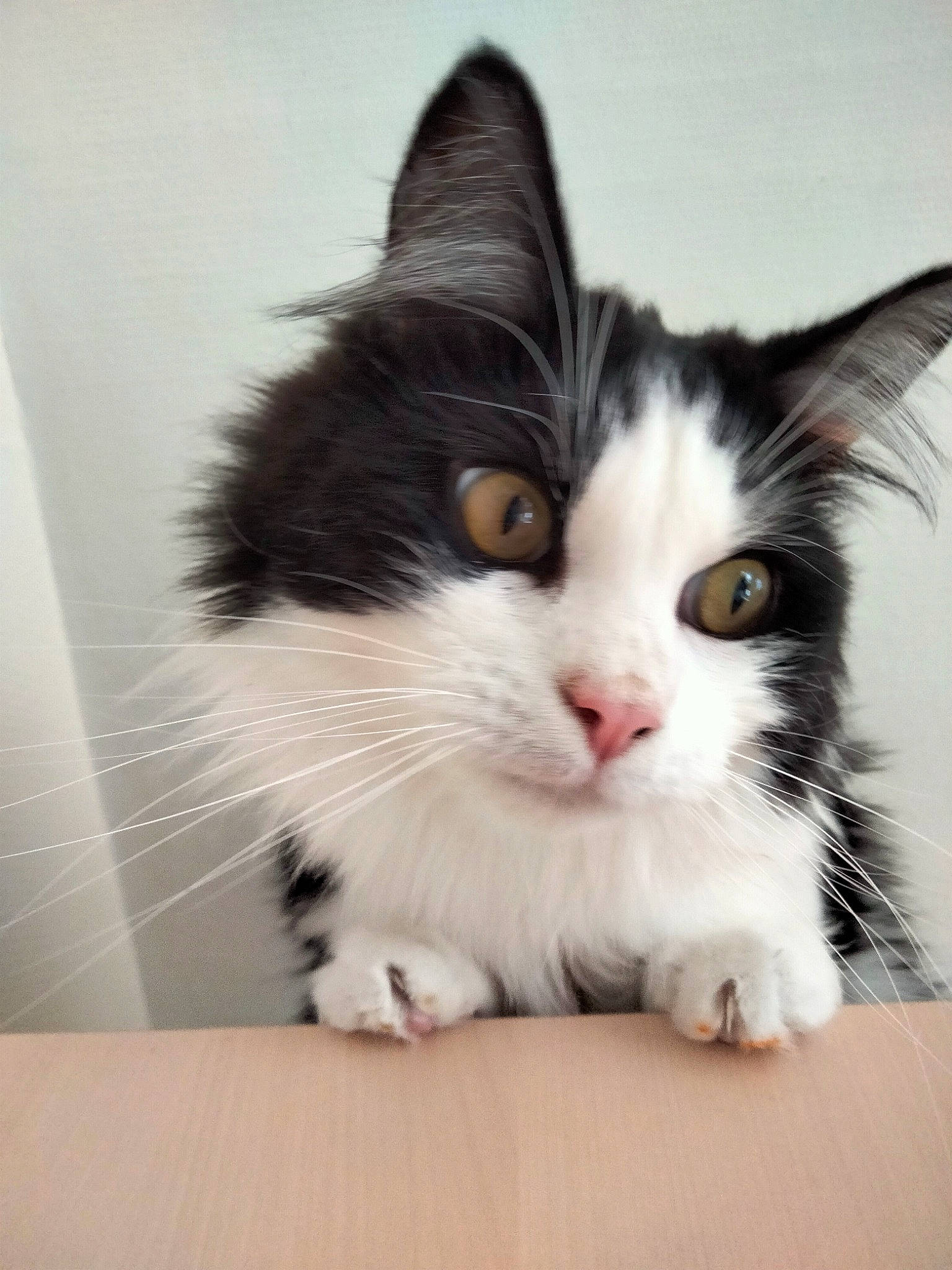 Anatole participe au concours pour gagner de l'argent avec cette photo : carnivore, cat, claw, comfort, domestic_short_haired_cat, felidae, flooring, foot, fur, hair, paw, sitting, small_to_medium_sized_cats, snout, tail, whiskers