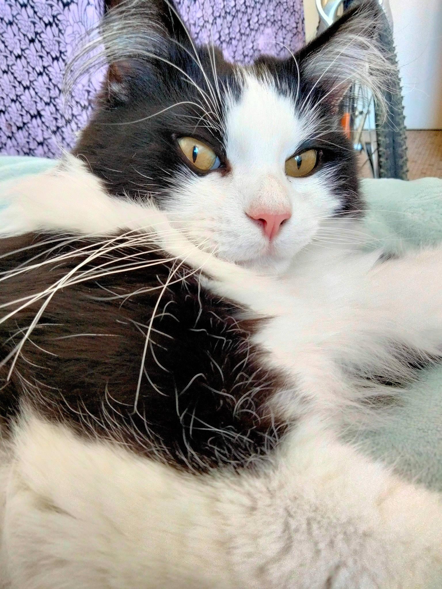 Anatole participe au concours pour gagner de l'argent avec cette photo : carnivore, cat, domestic_short_haired_cat, eye, felidae, fur, hair, happy, head, human_body, iris, leg, paw, plant, sky, small_to_medium_sized_cats, snout, tail, tree, whiskers