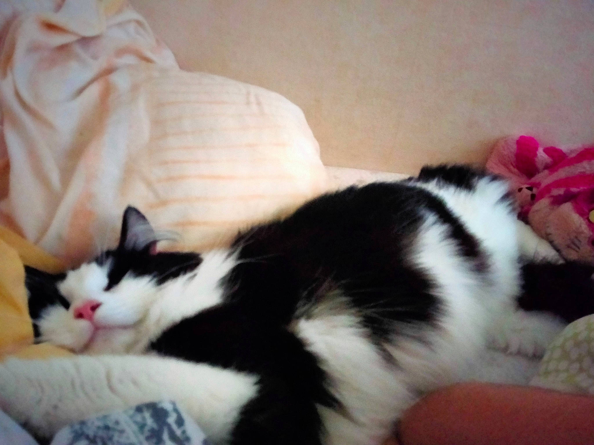 Anatole participe au concours pour gagner de l'argent avec cette photo : carmine, carnivore, cat, cat_supply, claw, comfort, couch, domestic_short_haired_cat, felidae, foot, fur, human_leg, lap, nap, paw, small_to_medium_sized_cats, snout, tail, whiskers, wood