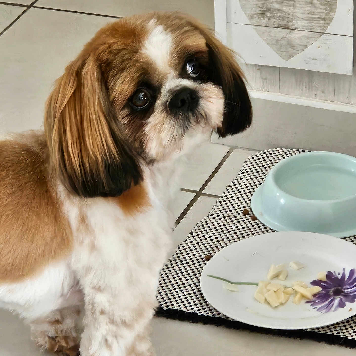 Dex participe au concours pour gagner de l'argent avec cette photo : animal, art, beverage, bowl, canine, cockerspaniel, dog, dogbed, food, foodpresentation, indoors, interiordesign, meal, papillon, pet, plate, porcelain, pottery, puppy, saucer