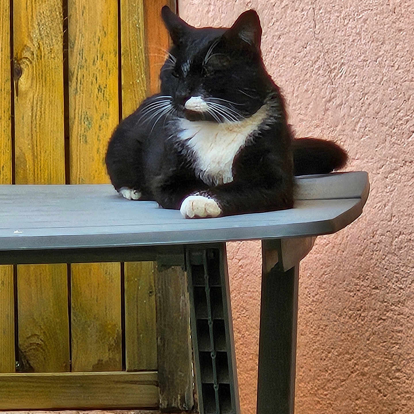 Fifi