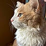 cat, feline, ginger_cat, cream_and_white, profile, whiskers, fur, long_hair, close_up, portrait, indoor, window_light, ear, nose, green_eye, fluffy, pet, majestic, soft_light, side_view