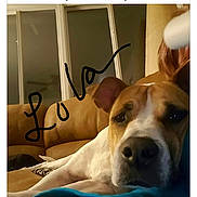 Lola joined the competition — help win amazing prizes! dog, couch, person, arm, resting, indoor, window, handwritten_text, love, brown, white, furniture, relaxed, pet, companion, home, casual, comfort, animal, closeup