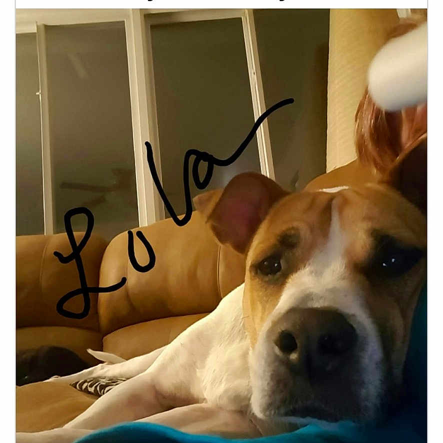 Lola joined the competition — help win amazing prizes! dog, couch, person, arm, resting, indoor, window, handwritten_text, love, brown, white, furniture, relaxed, pet, companion, home, casual, comfort, animal, closeup