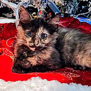 Thunder is registered to the contest to win money with this photo: kitten, cat, tortoiseshell, fur, whiskers, blue_eyes, tree_skirt, christmas_tree, holiday_decor, red_blanket, cozy, indoor, pet, portrait, close_up, fur_texture, sparkle, lights, cables, sleepy