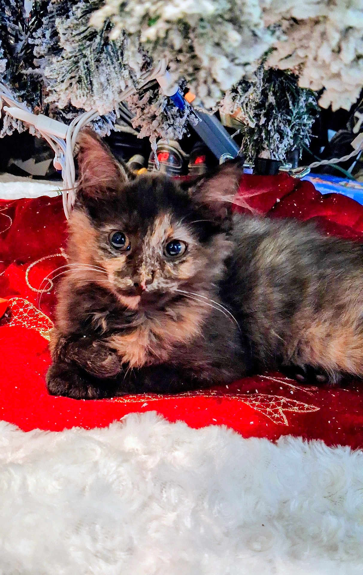 Thunder is registered to the contest to win money with this photo: kitten, cat, tortoiseshell, fur, whiskers, blue_eyes, tree_skirt, christmas_tree, holiday_decor, red_blanket, cozy, indoor, pet, portrait, close_up, fur_texture, sparkle, lights, cables, sleepy