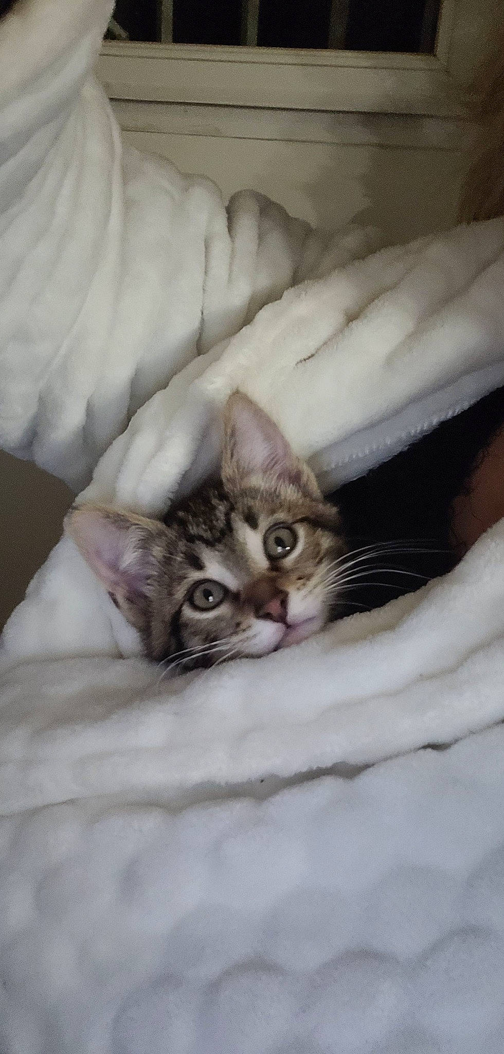 Scoubidou a rejoint le concours — aidez-le/la à gagner de superbes lots ! bed, bedding, carnivore, cat, claw, comfort, couch, domestic_short_haired_cat, felidae, fur, linens, nap, paw, small_to_medium_sized_cats, snout, whiskers, wood