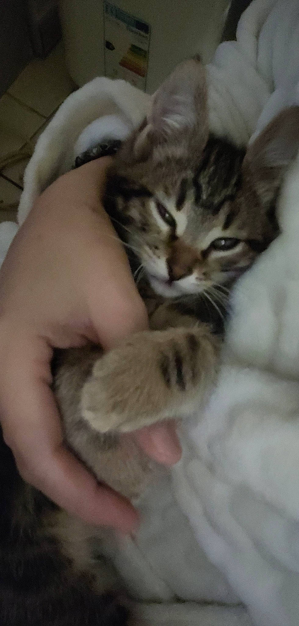 Scoubidou participe au concours pour gagner de l'argent avec cette photo : carnivore, cat, claw, comfort, domestic_short_haired_cat, fawn, felidae, fur, gesture, hand, nail, nap, paw, sleep, small_to_medium_sized_cats, snout, tail, terrestrial_animal, whiskers