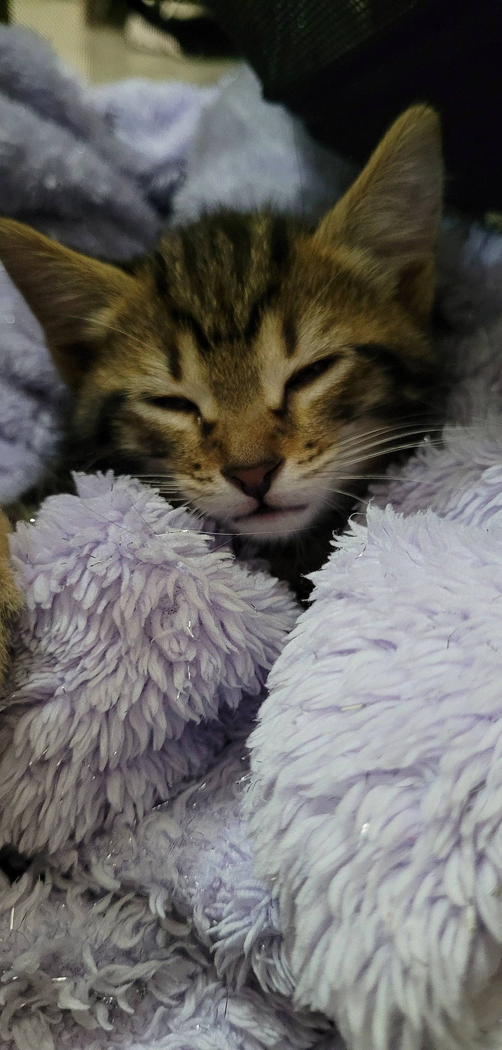 Scoubidou a rejoint le concours — aidez-le/la à gagner de superbes lots ! carnivore, cat, claw, cloud, comfort, domestic_short_haired_cat, felidae, fur, mouse, nap, paw, plant, sky, sleep, small_to_medium_sized_cats, snout, tail, terrestrial_animal, whiskers, wildlife