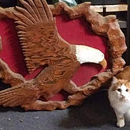 Tongo joined the competition — help win amazing prizes! cat, orange_cat, white_cat, wooden_carving, eagle, sculpture, carpet, indoor, animal, pet, feline, decor, ornament, curious, floor, furniture, brown, red_background, texture, wildlife_replica