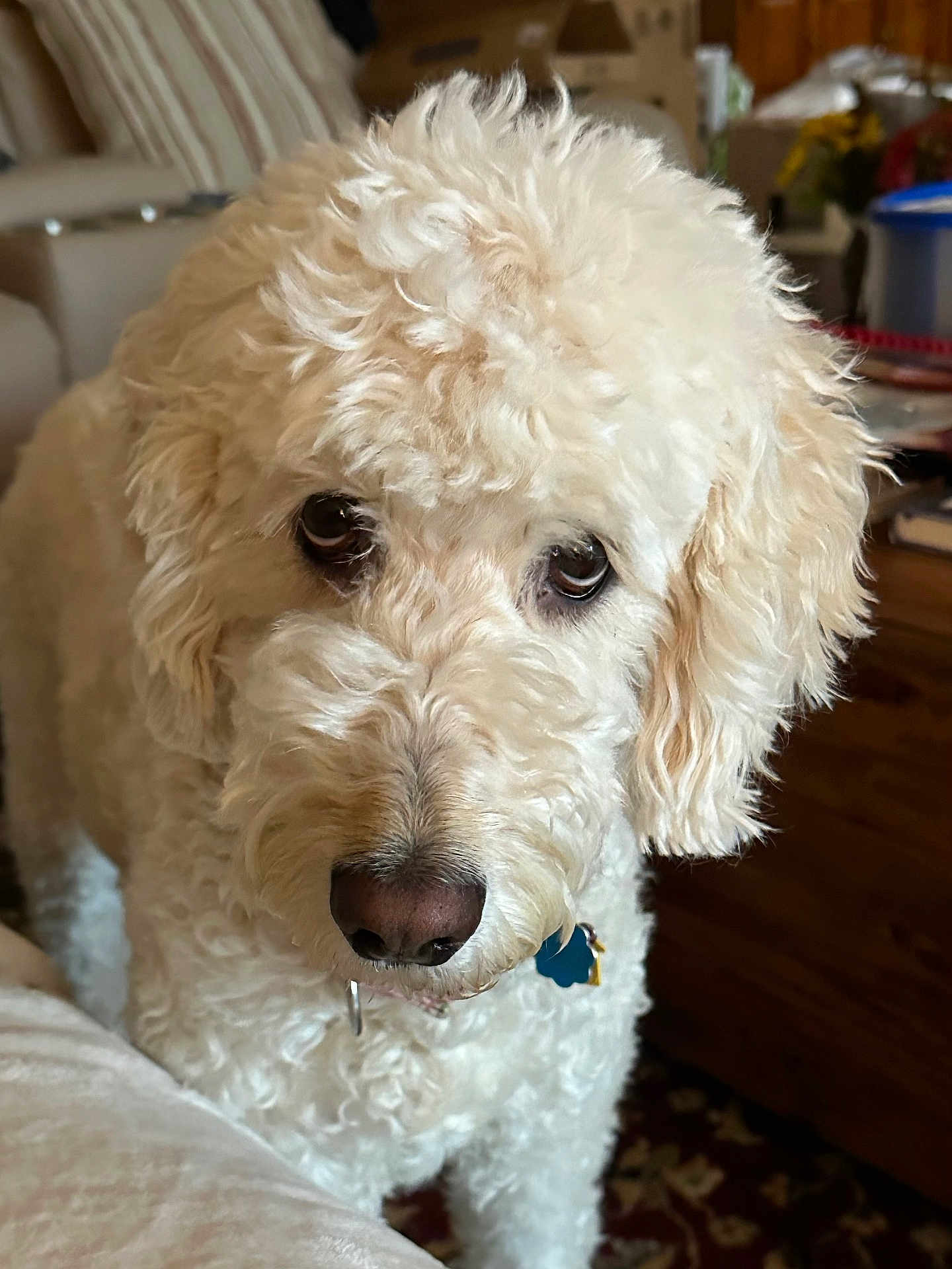 Gracie joined the competition — help win amazing prizes! dog, curly_fur, close_up, indoor, pet, animal, cream_color, looking_up, cute, fluffy, canine, nose, ears, collar, household, furniture, carpet, soft_light, portrait, companion