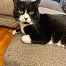 Kyle is registered to the contest to win money with this photo: animal, black_and_white, cat, couch, cushion, ears, fur, golden_eyes, hardwood_floor, indoor, living_room, lounging, paws, pet, photography, portrait, sitting, sofa, tuxedo_cat, whiskers