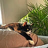 Kyle joined the competition — help win amazing prizes! animal, bed, bedroom, black_and_white, blanket, cat, cozy, fluffy_paw, green_eyes, houseplant, indoor, lying_down, palm, pet, portrait, relaxed, sunlight, tuxedo_cat, whiskers, window