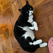 Kyle joined the competition — help win amazing prizes! animal, black_and_white, cat, cute, feline, green_eyes, home, indoor, lying_down, parquet, paws, pet, pink_nose, portrait, relaxed, sitting, slipper, tuxedo_cat, whiskers, wooden_floor