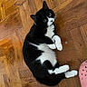 animal, black_and_white, cat, cute, feline, green_eyes, home, indoor, lying_down, parquet, paws, pet, pink_nose, portrait, relaxed, sitting, slipper, tuxedo_cat, whiskers, wooden_floor