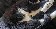 Kyle joined the competition — help win amazing prizes! animal, bed, black_and_white, blanket, cat, close_up, cozy, cute, ears, feline, fur, indoors, lounging, paws, pet, portrait, relaxed, sleeping, tuxedo_cat, whiskers