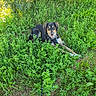 dog, outdoor, grass, greenery, sunlight, nature, happy, pet, canine, fur, leaves, plants, summer, daylight, animal, smiling, resting, muzzle, ears, eyes