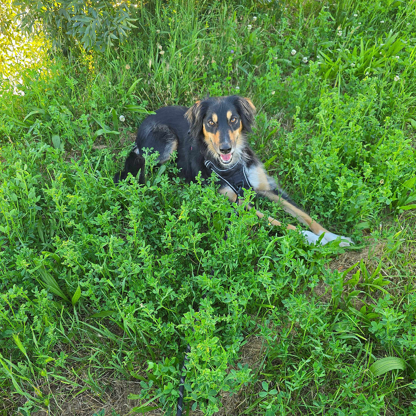 Totor a rejoint le concours — aidez-le/la à gagner de superbes lots ! dog, outdoor, grass, greenery, sunlight, nature, happy, pet, canine, fur, leaves, plants, summer, daylight, animal, smiling, resting, muzzle, ears, eyes