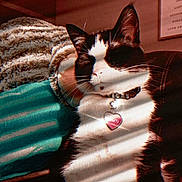 Miley is registered to the contest to win money with this photo: cat, black_and_white, pet, collar, heart_tag, indoor, blanket, striped_light, sunlight, cozy, relaxed, feline, resting, warm_colors, soft_texture, fur, closeup, cute, domestic, comfort