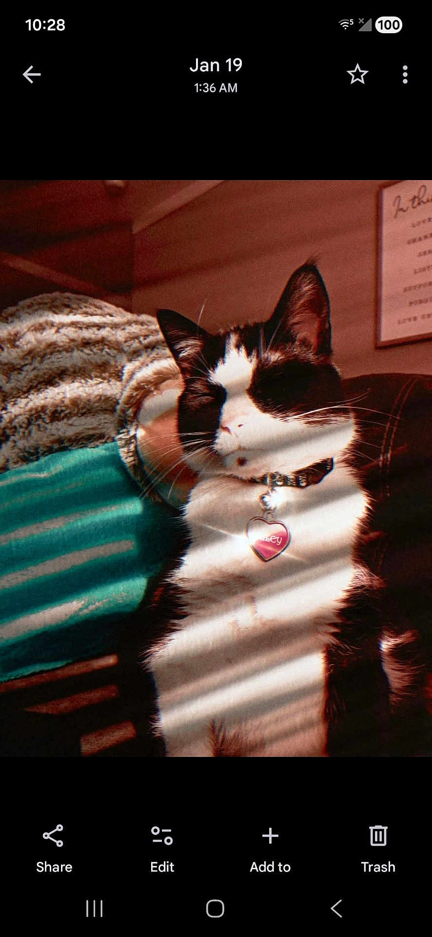 Miley is registered to the contest to win money with this photo: cat, black_and_white, pet, collar, heart_tag, indoor, blanket, striped_light, sunlight, cozy, relaxed, feline, resting, warm_colors, soft_texture, fur, closeup, cute, domestic, comfort