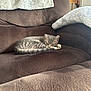 cat, kitten, tabby, sleeping_cat, pet, nap, couch, recliner, blanket, cozy, fur, striped, paw, head, living_room, upholstery, soft, resting, indoor, furniture