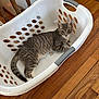 cat, tabby, laundry_basket, hardwood_floor, stairs, indoor, pet, striped_fur, whiskers, ears, tail, white_plastic, curious, looking_up, household, home, flooring, sitting, portrait, container