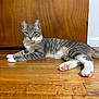 cat, tabby_cat, feline, pet, indoor, wooden_floor, door, pink_paw_pads, white_paws, striped_fur, green_eyes, whiskers, ears, relaxed, lying_down, portrait, cute, mischievous, hardwood, floorboards