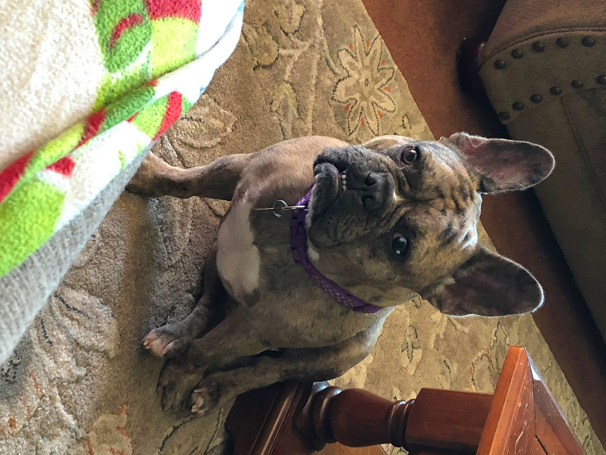 Koko joined the competition — help win amazing prizes! canidae, carnivore, collar, companion_dog, dog, dog_breed, dog_collar, fawn, leash, non_sporting_group, pet_supply, snout, sporting_group, terrestrial_animal, whiskers, working_animal, wrinkle