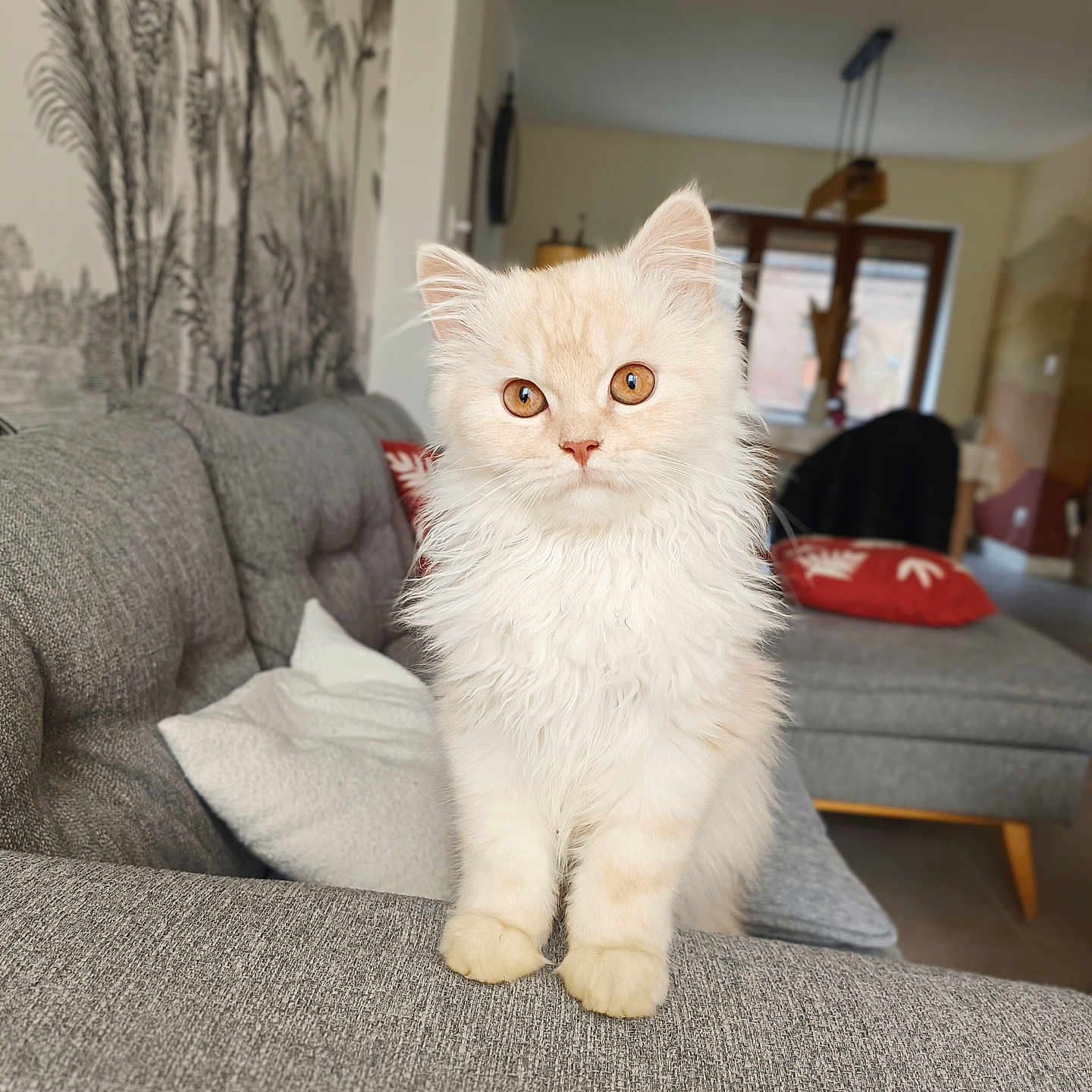 Arhy a rejoint le concours — aidez-le/la à gagner de superbes lots ! abyssinian, accessories, angora, animal, architecture, bag, building, cat, chair, couch, cushion, furniture, handbag, homedecor, indoors, kitten, livingroom, manx, pet, room