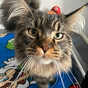 Uzy participe au concours pour gagner de l'argent avec cette photo : cat, tabby, close_up, whiskers, green_eyes, fluffy, pet, indoor, curious, animal, feline, portrait, cute, mammal, domestic_animal, soft_fur, looking_at_camera, colorful_blanket, cartoon_pattern, playful