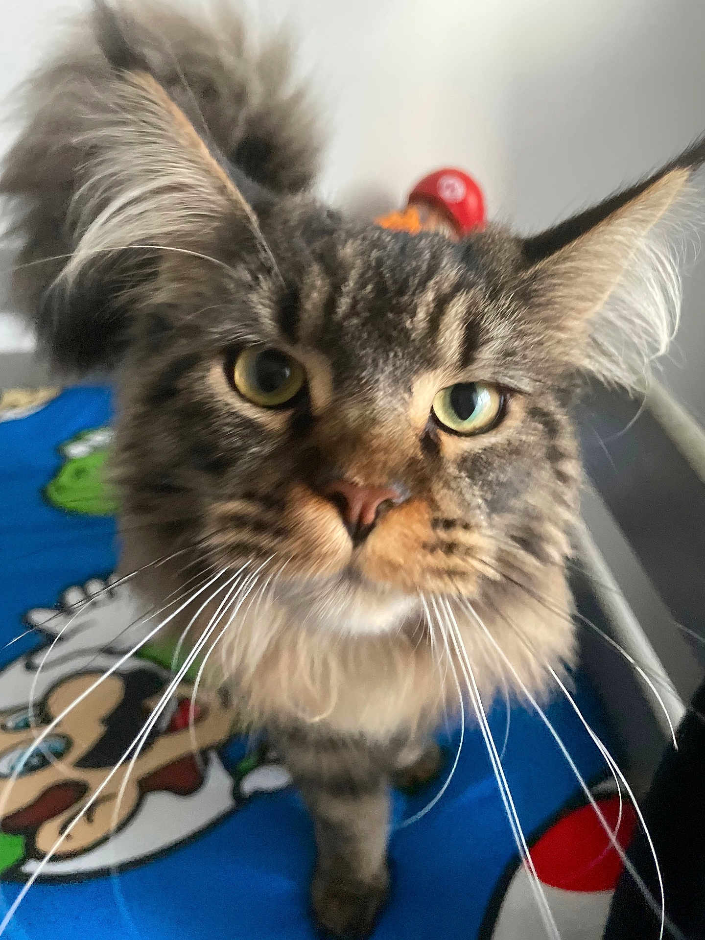 Uzy participe au concours pour gagner de l'argent avec cette photo : cat, tabby, close_up, whiskers, green_eyes, fluffy, pet, indoor, curious, animal, feline, portrait, cute, mammal, domestic_animal, soft_fur, looking_at_camera, colorful_blanket, cartoon_pattern, playful