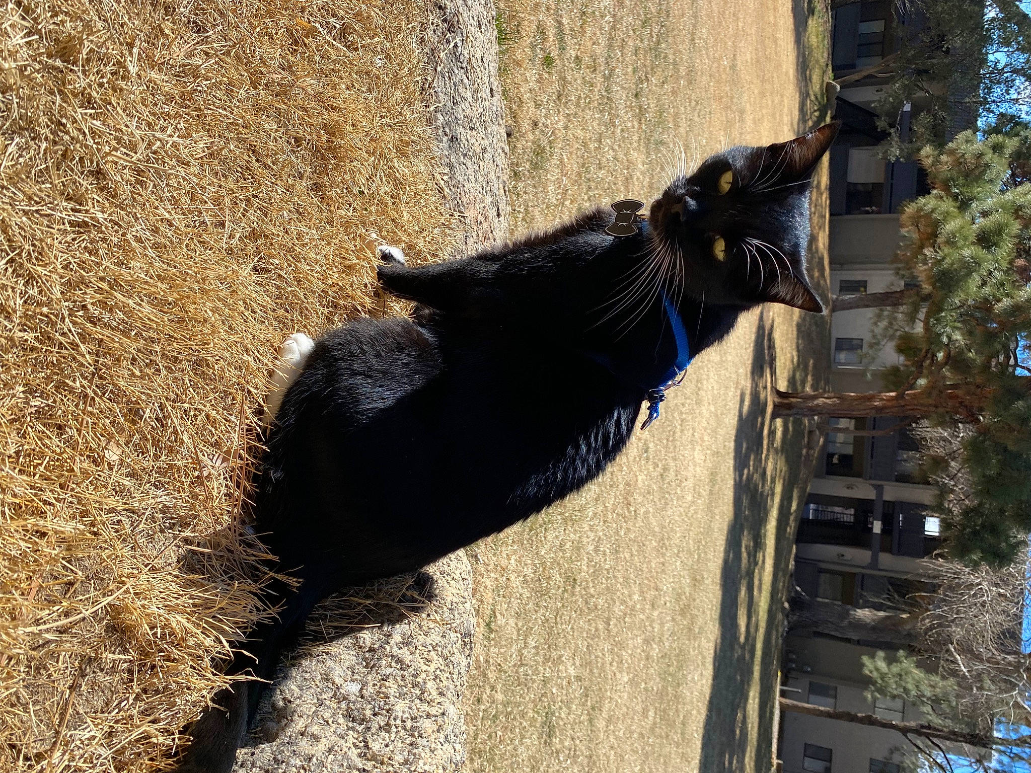 Batman joined the competition — help win amazing prizes! automotive_tire, beak, dog_breed, domestic_short_haired_cat, electric_blue, feather, fur, grass, plant, shadow, snout, soil, sporting_group, tail, terrestrial_animal, tree, wildlife, window, wing, working_animal