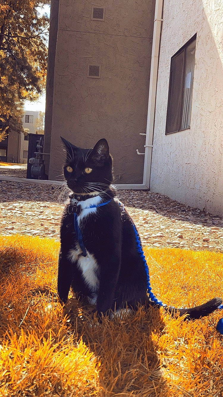 Batman joined the competition — help win amazing prizes! building, carnivore, cat, domestic_short_haired_cat, door, electric_blue, felidae, grass, grey, plant, road_surface, sitting, small_to_medium_sized_cats, snout, sunlight, tail, tints_and_shades, tree, whiskers, window