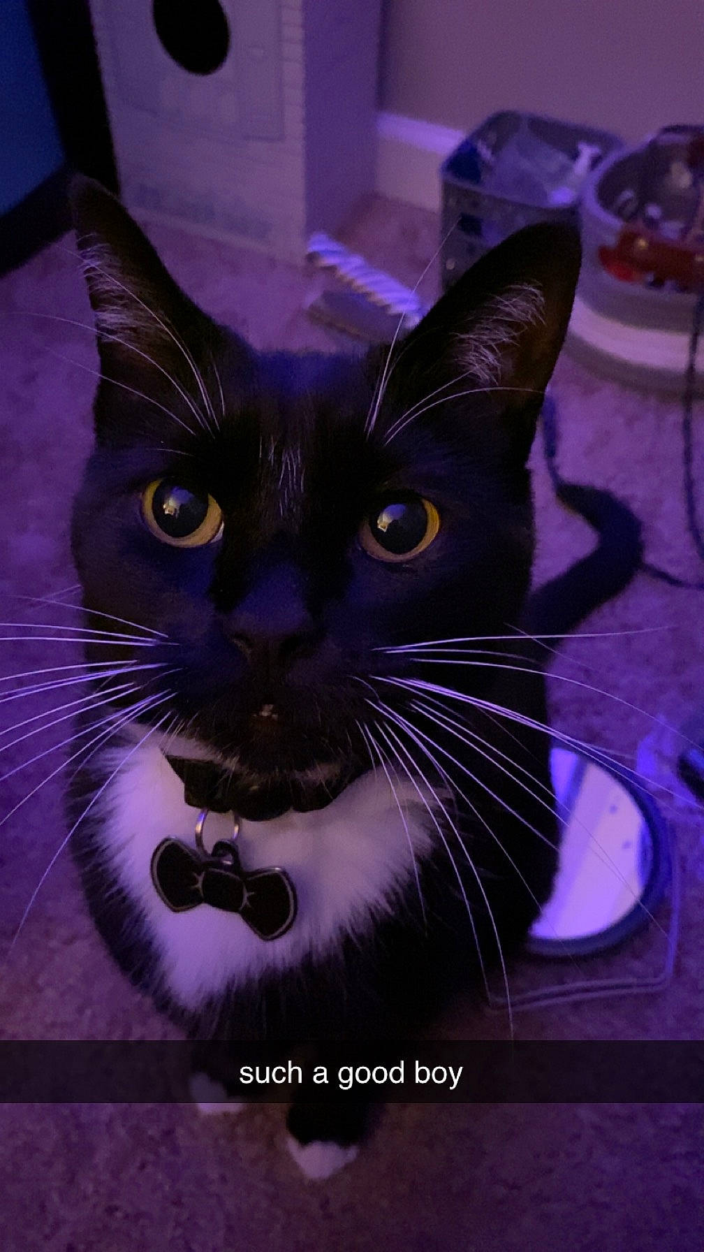 Batman is registered to the contest to win money with this photo: art, carnivore, cat, domestic_short_haired_cat, electric_blue, felidae, fur, iris, pet_supply, photo_caption, purple, small_to_medium_sized_cats, snout, terrestrial_animal, whiskers