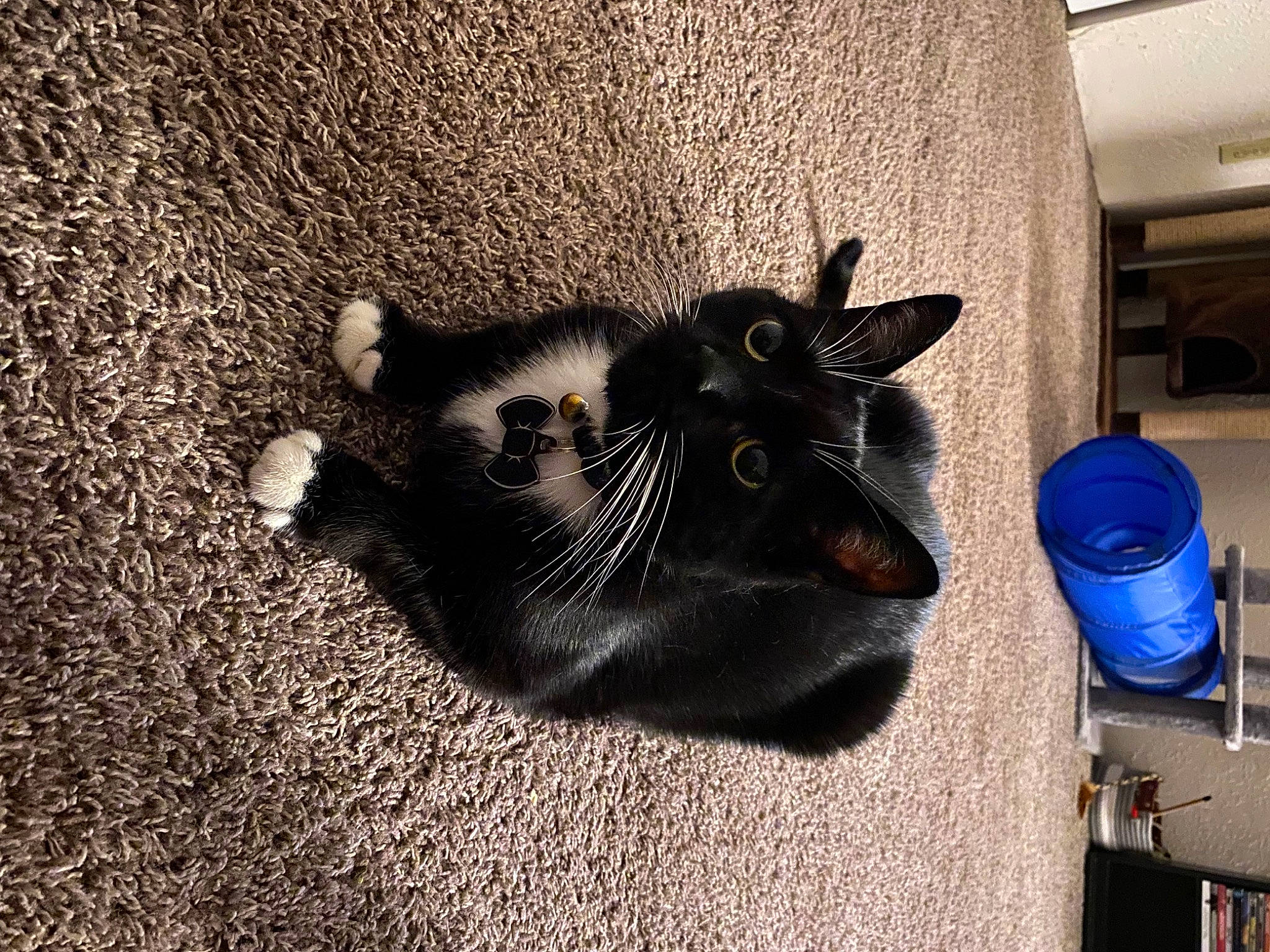 Batman is registered to the contest to win money with this photo: black_cat, canidae, carnivore, cat, claw, dog_breed, domestic_short_haired_cat, felidae, flooring, fur, grey, mammal, paw, shadow, small_to_medium_sized_cats, sporting_group, tail, whiskers, wood