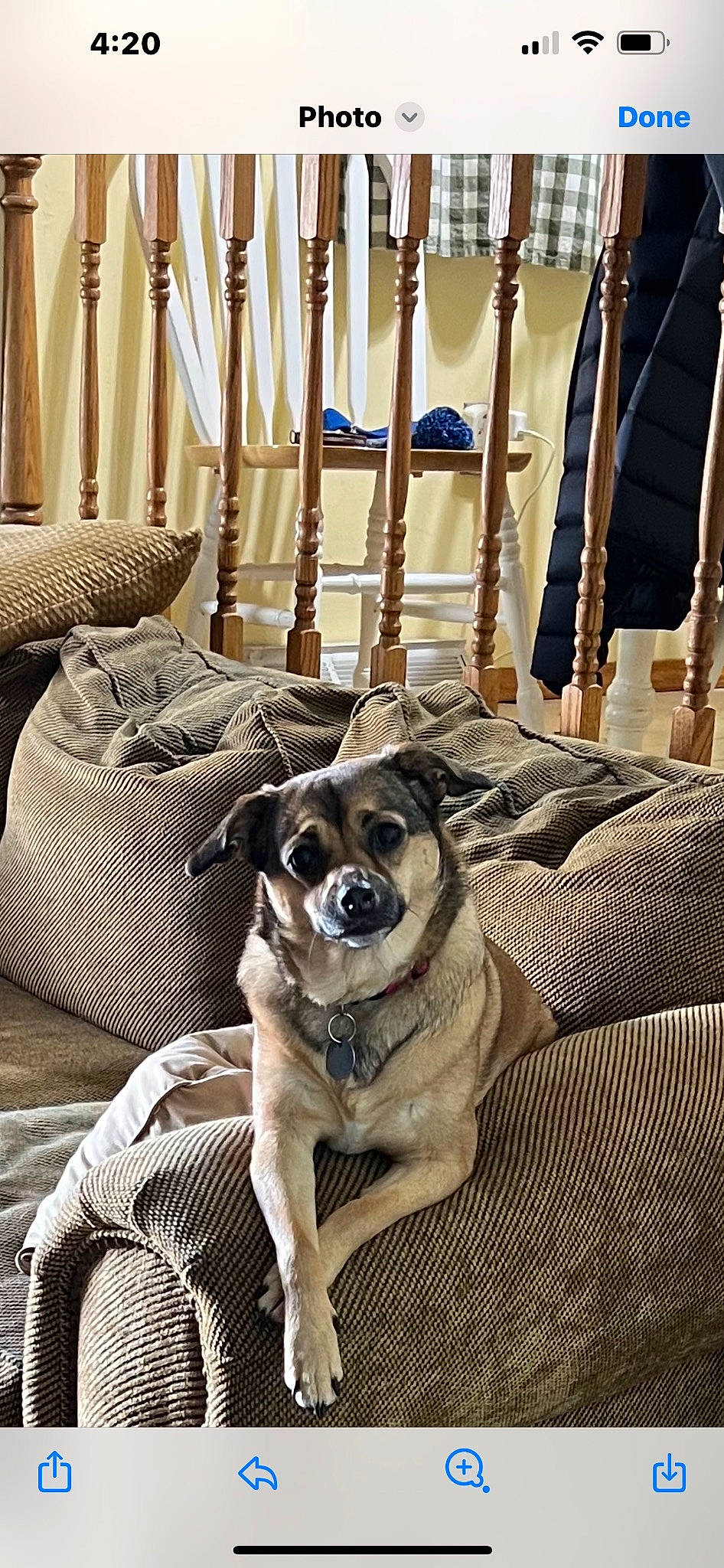 Stormy is registered to the contest to win money with this photo: canidae, carnivore, chair, collar, comfort, companion_dog, couch, dog, dog_breed, dog_supply, eyewear, fawn, interior_design, linens, living_room, room, snout, sporting_group, wood, working_animal