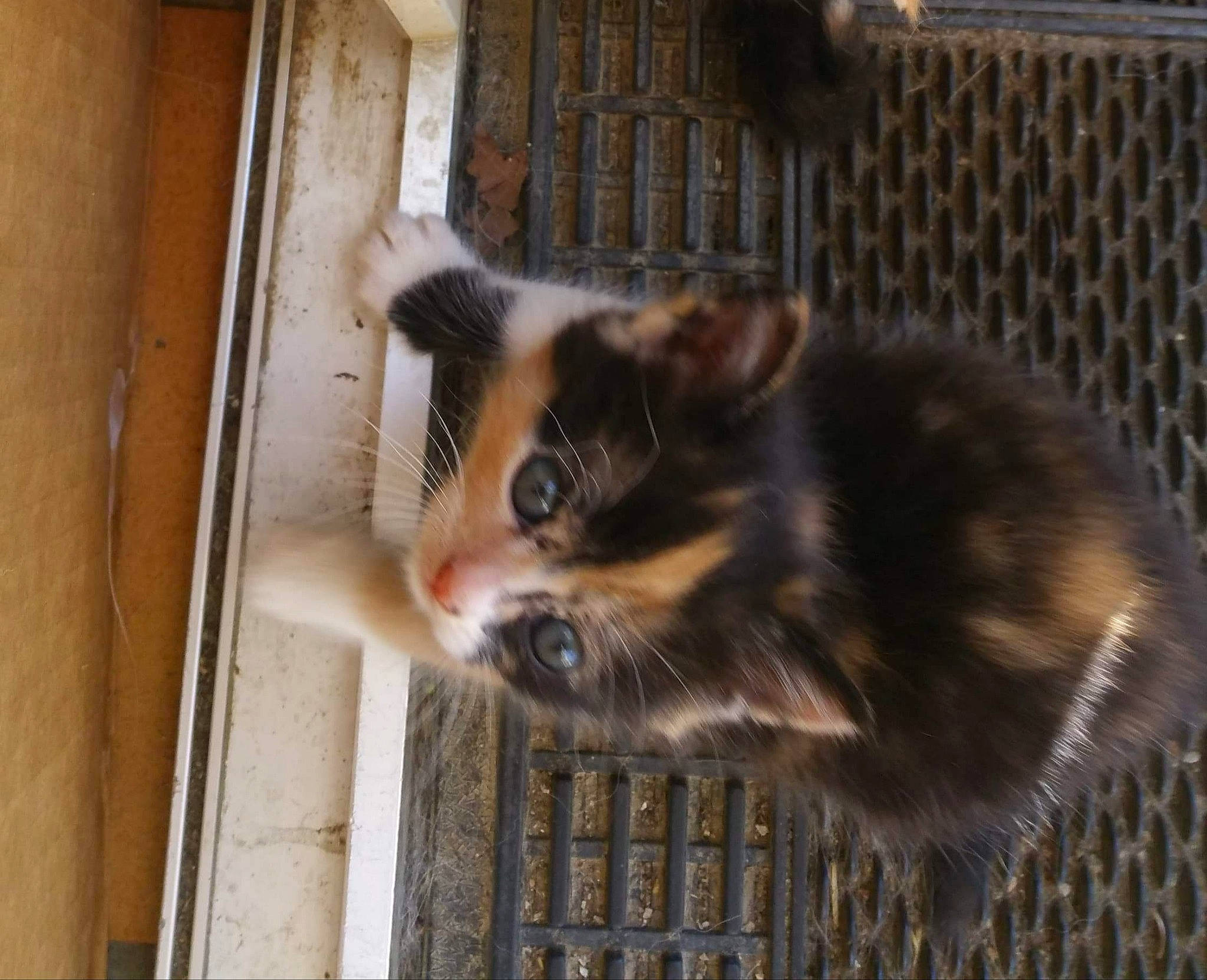 éos a rejoint le concours — aidez-le/la à gagner de superbes lots ! animal_shelter, asian, carnivore, cat, domestic_long_haired_cat, domestic_short_haired_cat, european_shorthair, fawn, felidae, fur, kitten, mammal, polydactyl_cat, small_to_medium_sized_cats, tabby_cat, whiskers