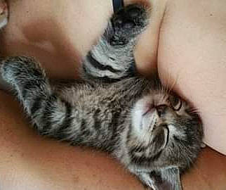 éros a rejoint le concours — aidez-le/la à gagner de superbes lots ! american_shorthair, asian, carnivore, cat, claw, domestic_short_haired_cat, dragon_li, ear, european_shorthair, felidae, fur, kitten, paw, polydactyl_cat, small_to_medium_sized_cats, tabby_cat, whiskers